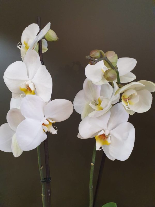 Plante Orchidée - Blanche