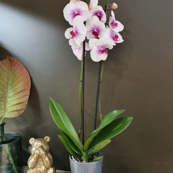 Plante Orchidée - Couleur