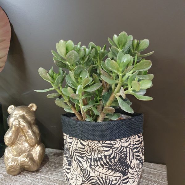 Plante Crassula - Arbre de jade