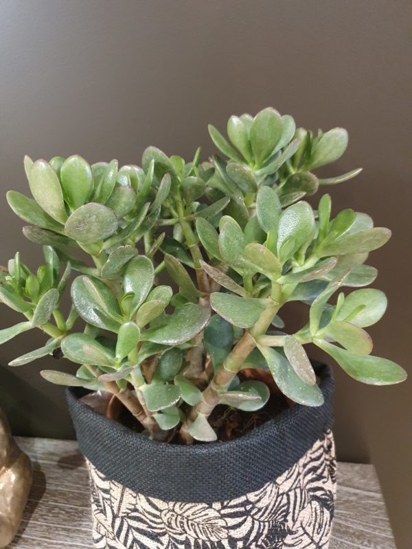 Plante Crassula - Gros plan